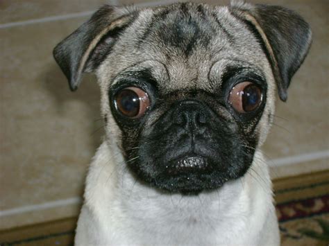 Pugs and the Power of Love: How They Offer Magical Treatment